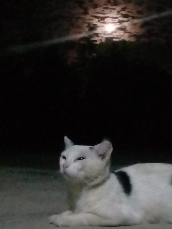 Woman takes playful selfies with stuffed toy in Venezuela