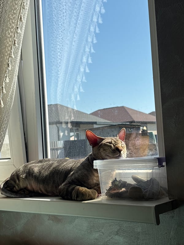 Cat spotted in multiple window positions in Natukhayevskaya