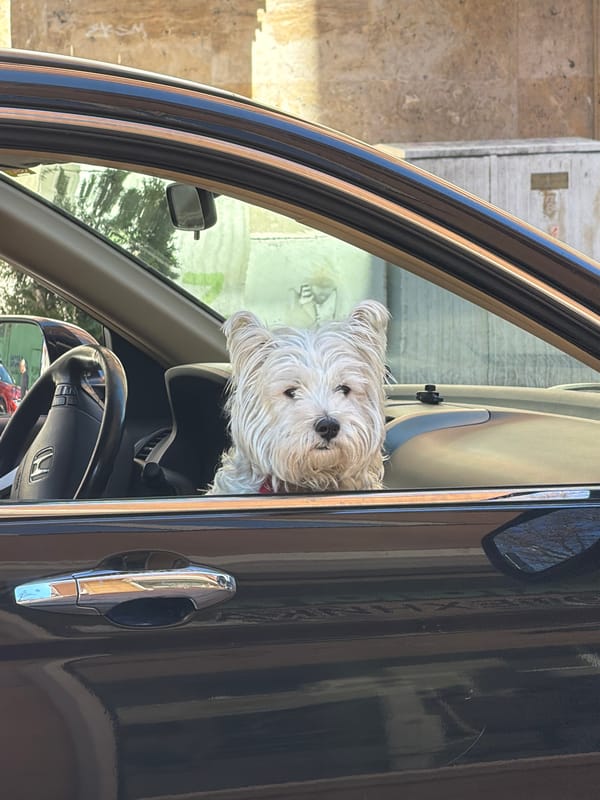 Dog in car, birthday cake spotted in Sofia