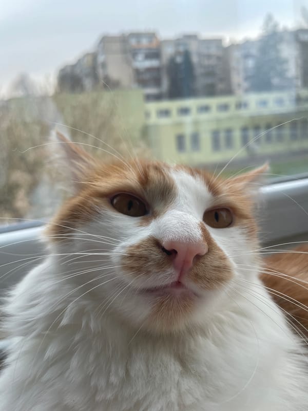 Cat spotted on windowsill in Razgrad, Bulgaria