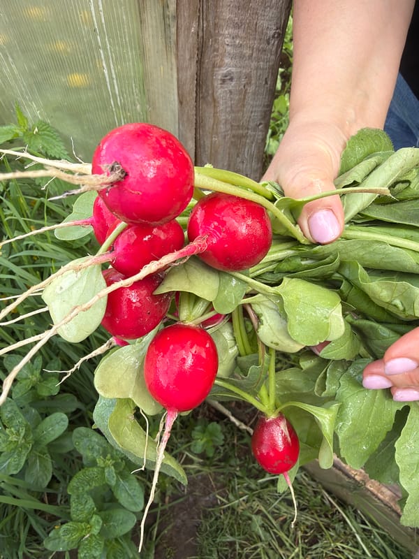 Spring garden documentation captures flowering plants, harvest in Ol'khovo