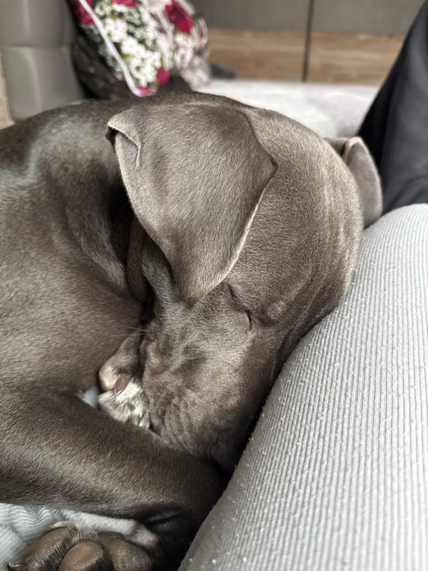 Dog naps peacefully indoors in Varna home