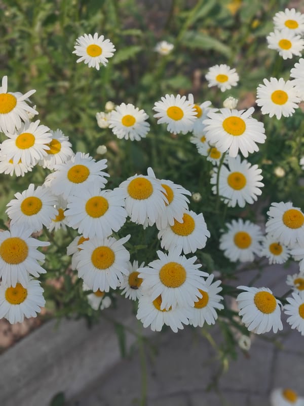 Child plays among blooming flowers in Ukrainian garden