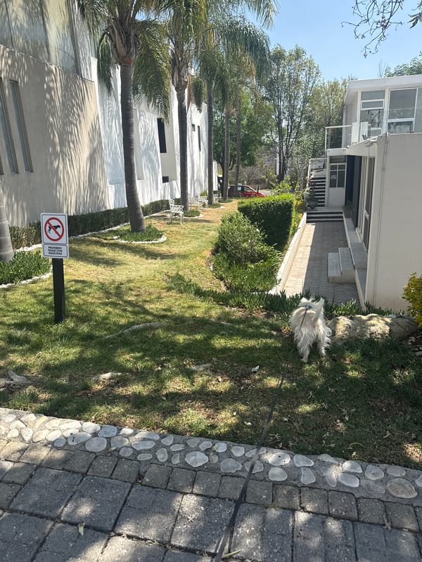 Woman walks dog near Volkswagen Beetle in Mexico town