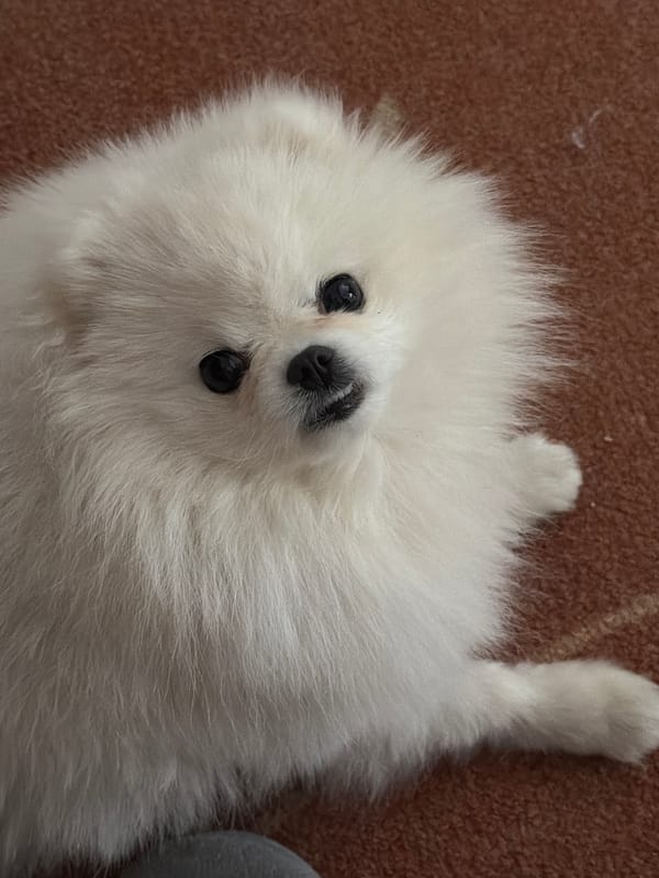 White Pomeranian rests on carpet with pink star toy