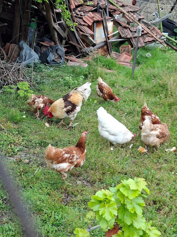 Farm animals observed in rural setting during brief timespan