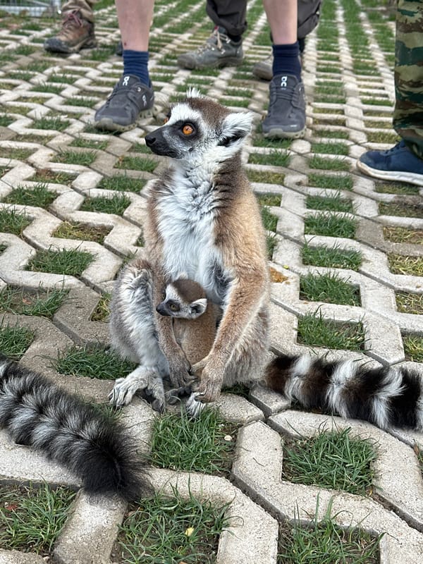 Lemurs gather on paved area in Greece