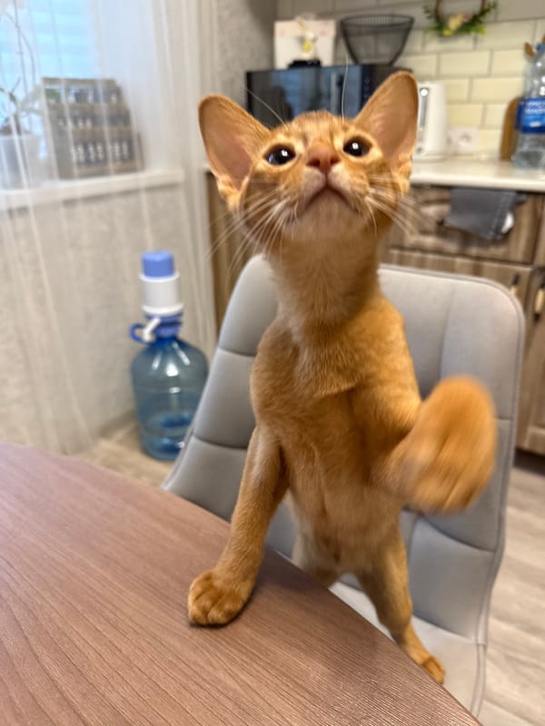 Ginger cat's kitchen antics in Stary Oskol
