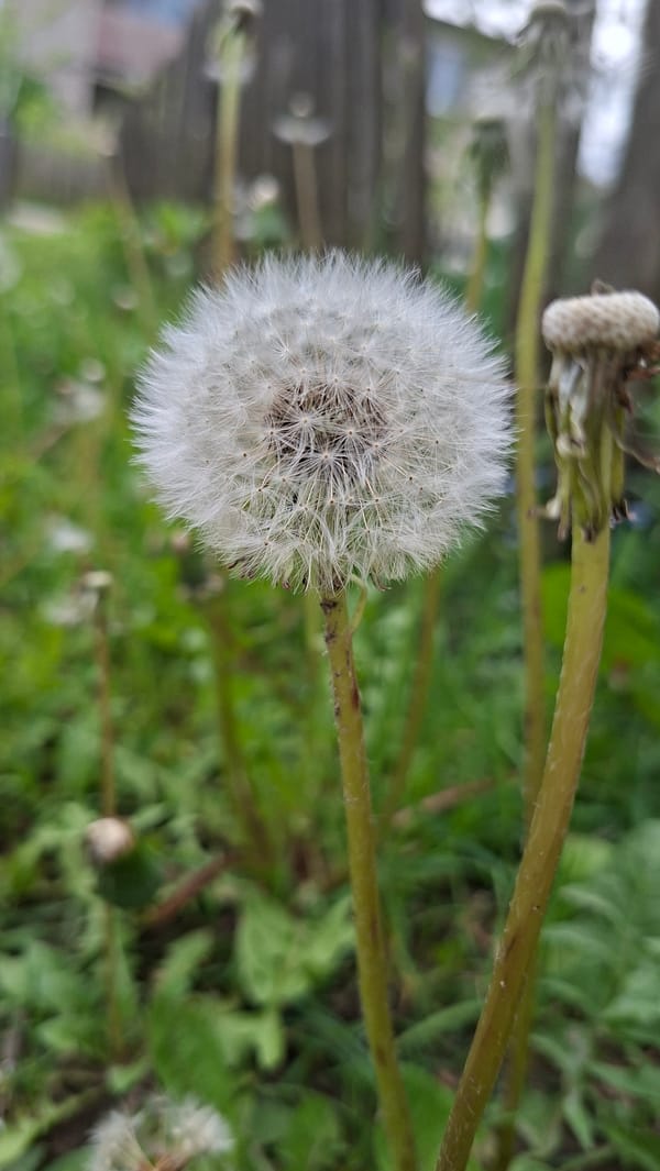 Spring wildflowers documented in rural Belarus countryside