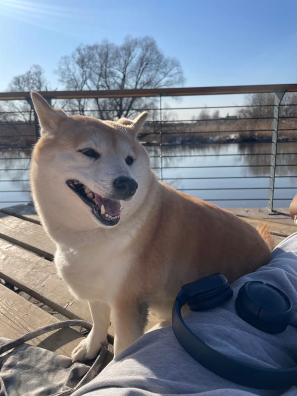 Pet owner enjoys sunny afternoon with dogs and cat