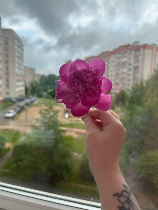 Pink peony held to a window, Soviet apartments in the background