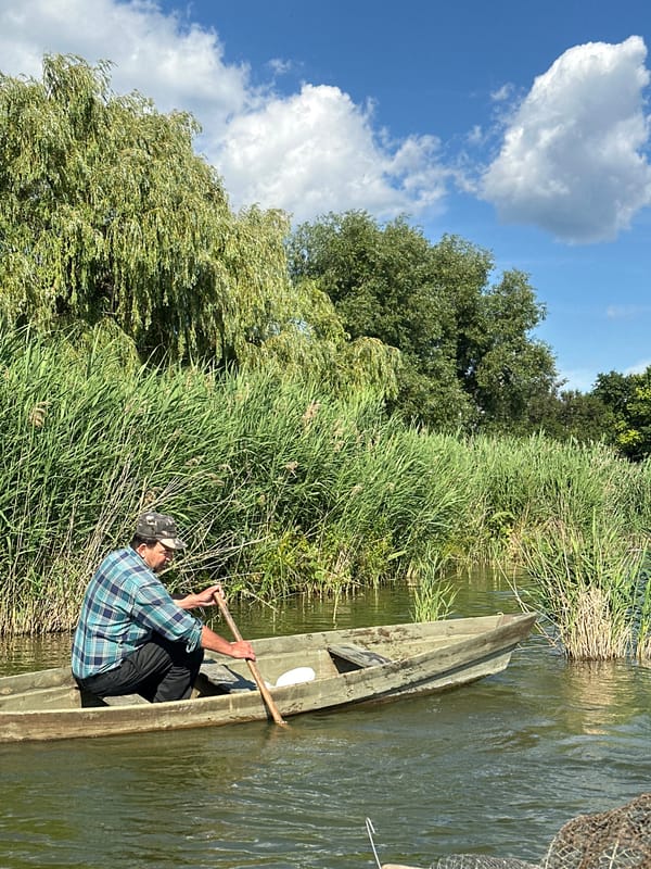 Cherry picking, boating, and backyard nature on a summer afternoon