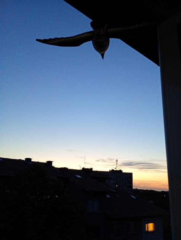 Bird spotted on balcony during dusk in Pleven, Bulgaria