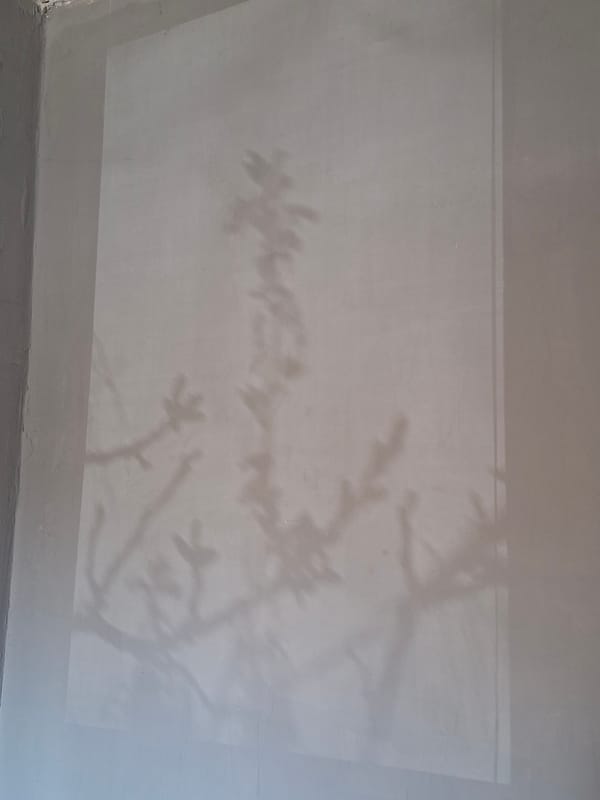 Spring afternoon shadows and bare branches documented indoors and outdoors