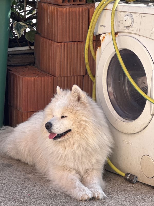Samoyed dog rests near bricks in Sutomore, Montenegro