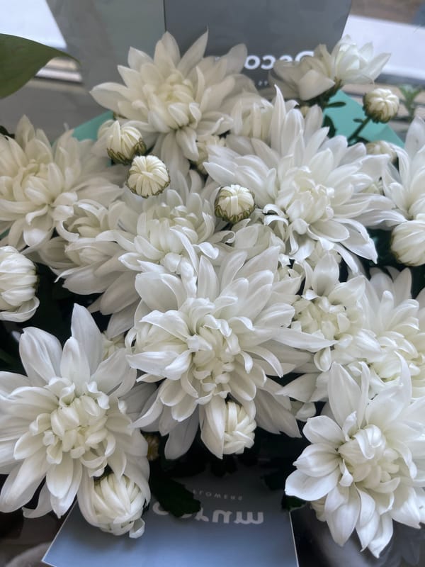 White chrysanthemums and red anthuriums up close in Minsk