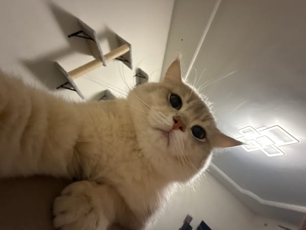 Cat photographed multiple times in Bulgarian village Wednesday evening