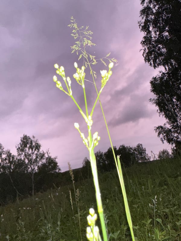 Botanical photography session captures wildflowers, spiders, motorcycle rider