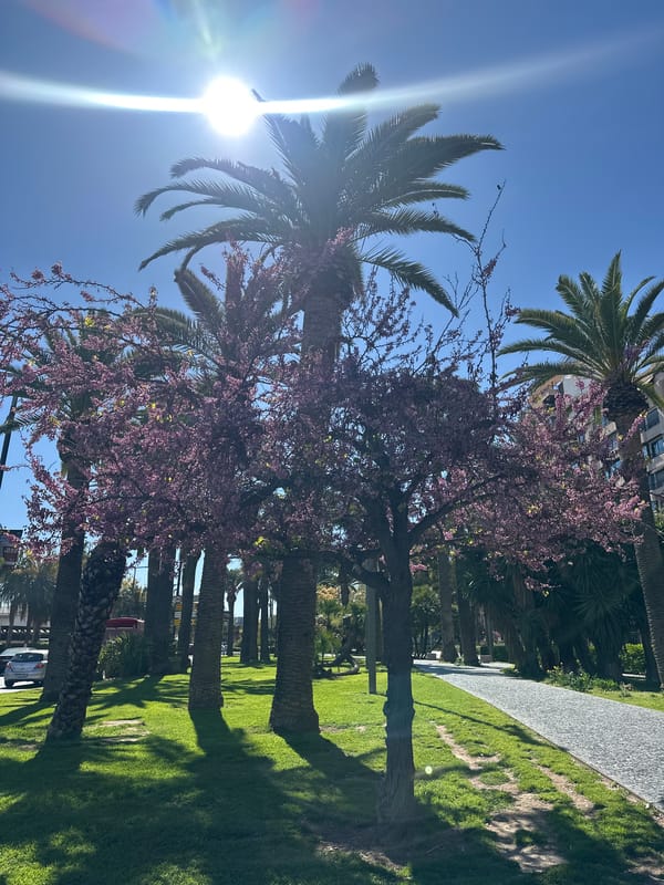 Sunny day captured at palm-lined park in Alicante