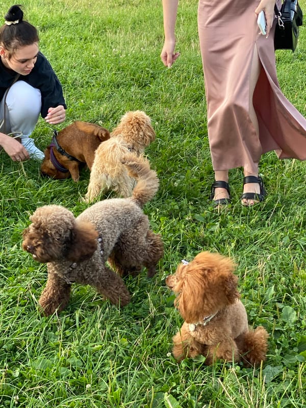 Dogs and their people on a grassy field in rural Russia