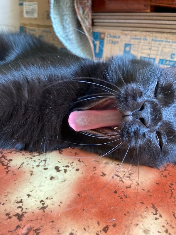 Black cat napping and lounging on a patterned orange surface