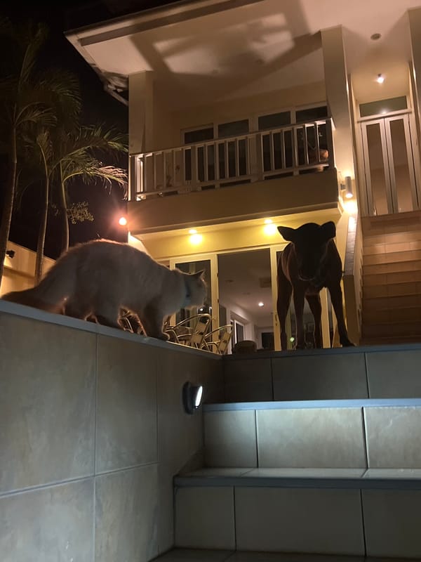 Cats and a dog hanging around a quiet beach at night