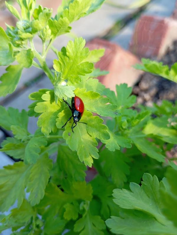 Rural life moments with red beetle encounters in Фоки, Russia
