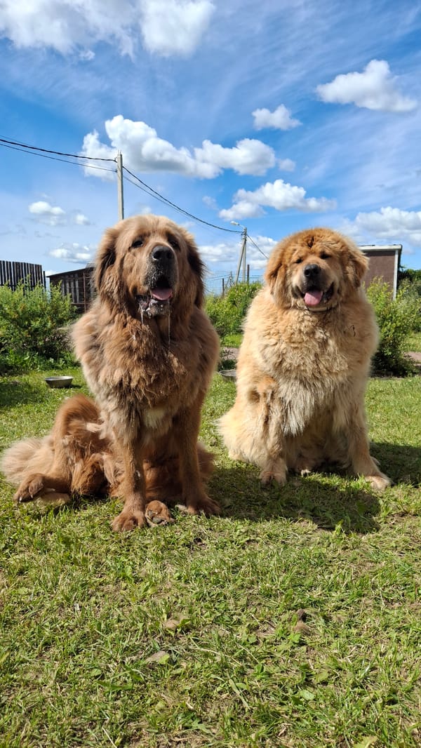 Tibetan Mastiffs relaxing outside a rural Russian property