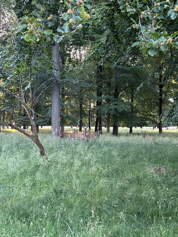 Deer, old trees, and a Baroque palace in Dyrehaven