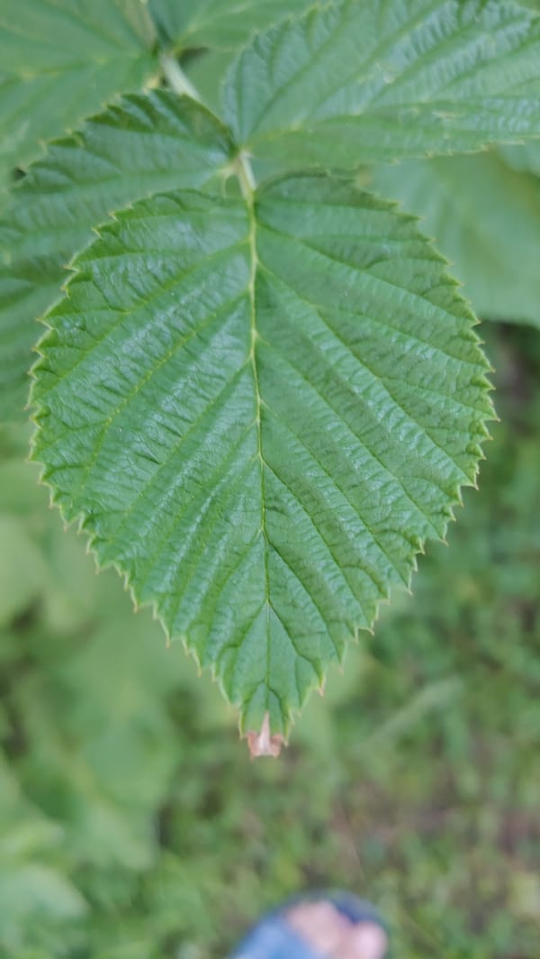 Macro details from a Ukrainian backyard: fruits, leaves, and cut wood