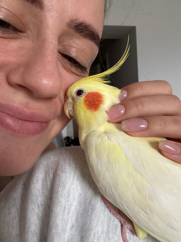 Woman shares tender moments with pet cockatiel in Krasnoyarsk