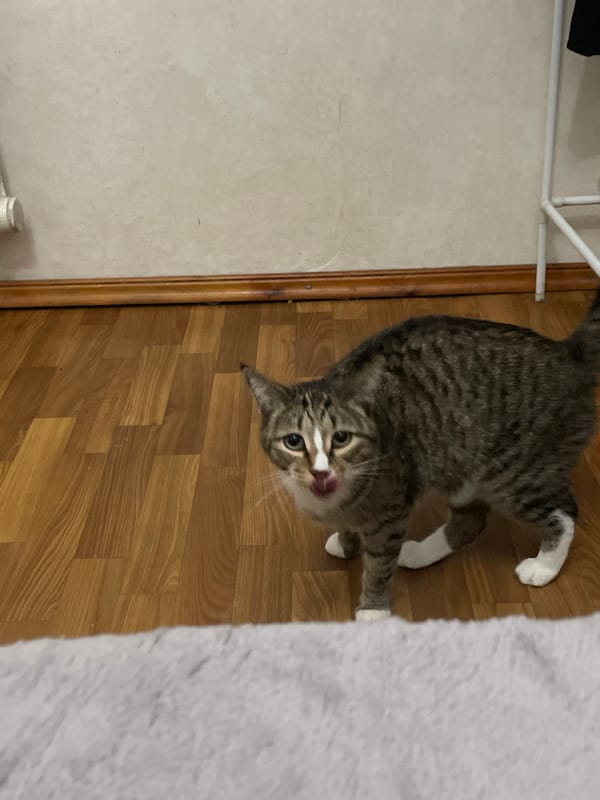 Bishkek home full of cats, dogs, and cozy evening vibes