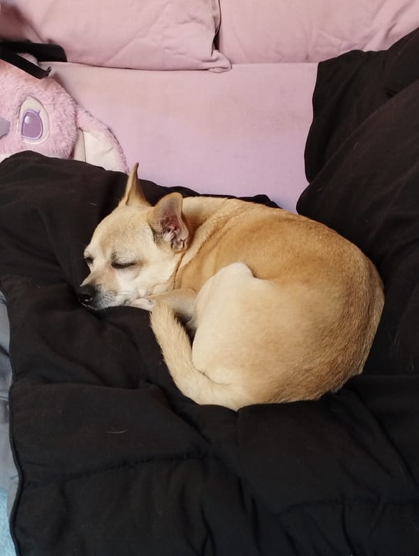 Tan dog napping curled up on a black quilted surface