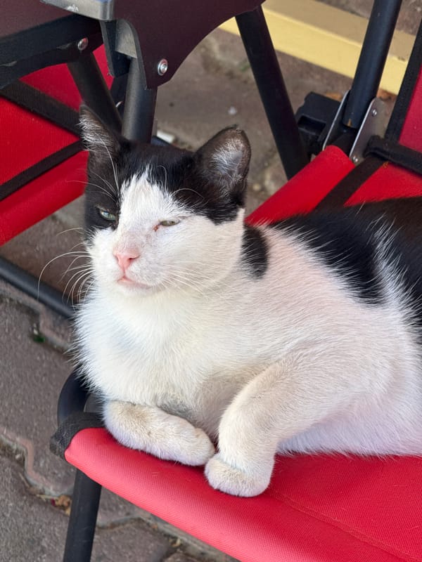 Black and white cat lounging on a red chair in Menderes