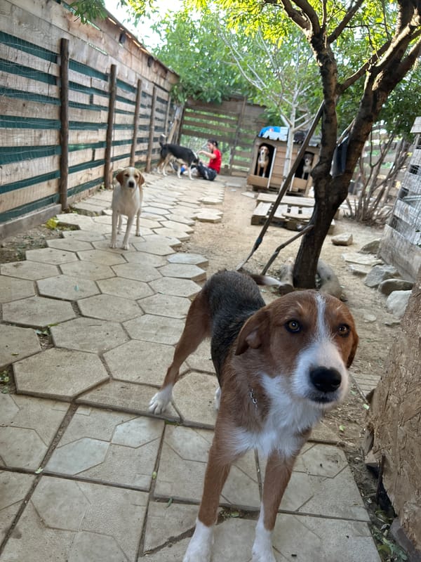 Dogs at rest and play in a rural Bulgarian backyard