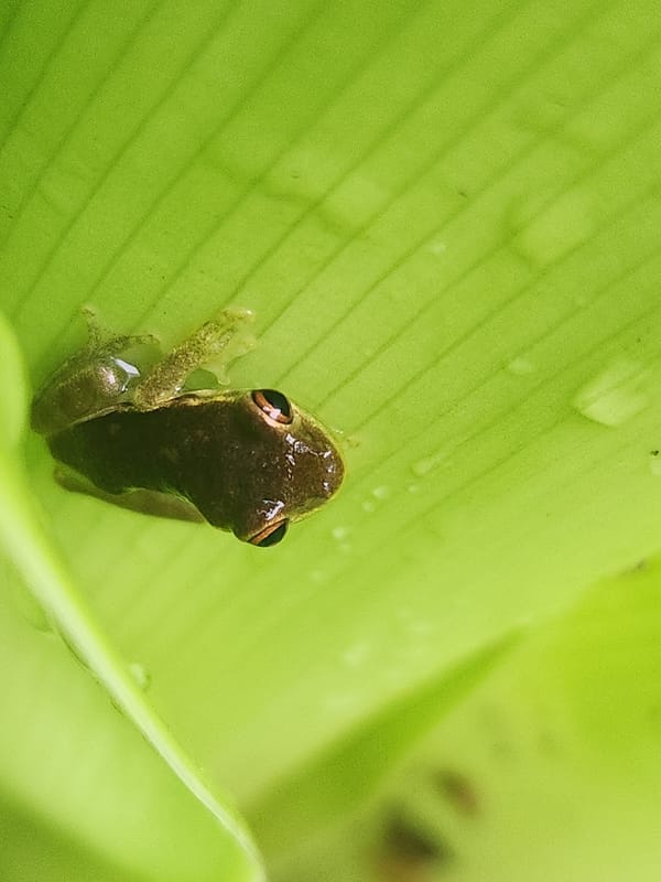Frogs and wet flora fill a Florida garden after rain