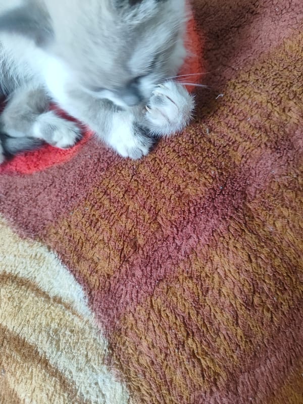 Kittens, dogs, and everyday scenes from Bishkek