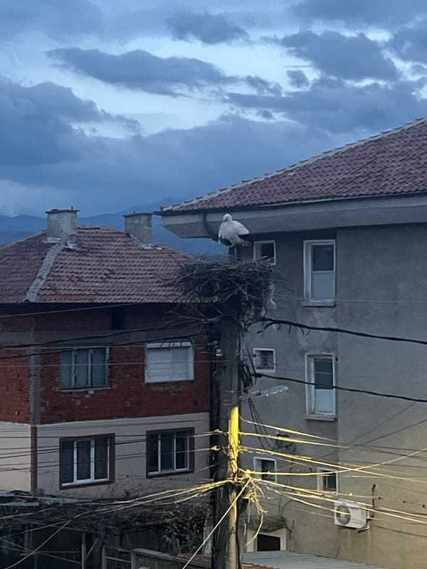Stork spotted at nest on utility pole in Bulgaria