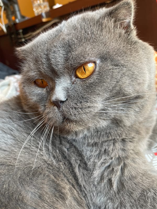 Cat cuddles and city strolls documented in 90-minute memory sequence