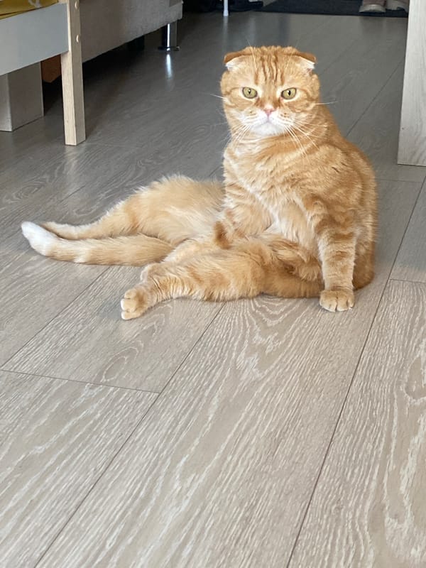 Ginger Scottish Fold cat documented during morning routine in Tyumen