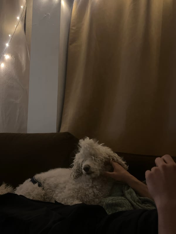 Person pets white dog on couch in Krasnoyarsk home