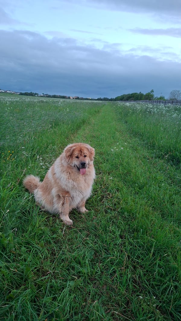 Fluffy brown dog spotted across Russian countryside fields