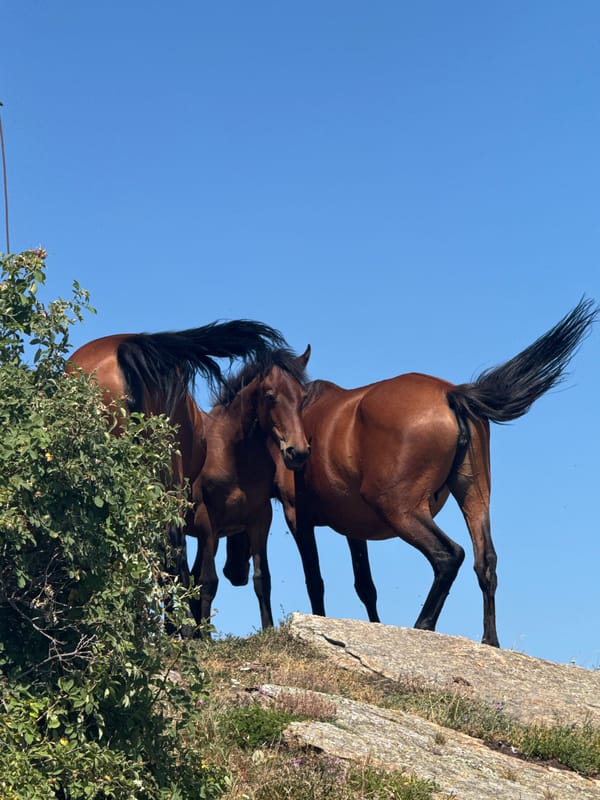 Horses on a Bulgarian hilltop, wide open skies above