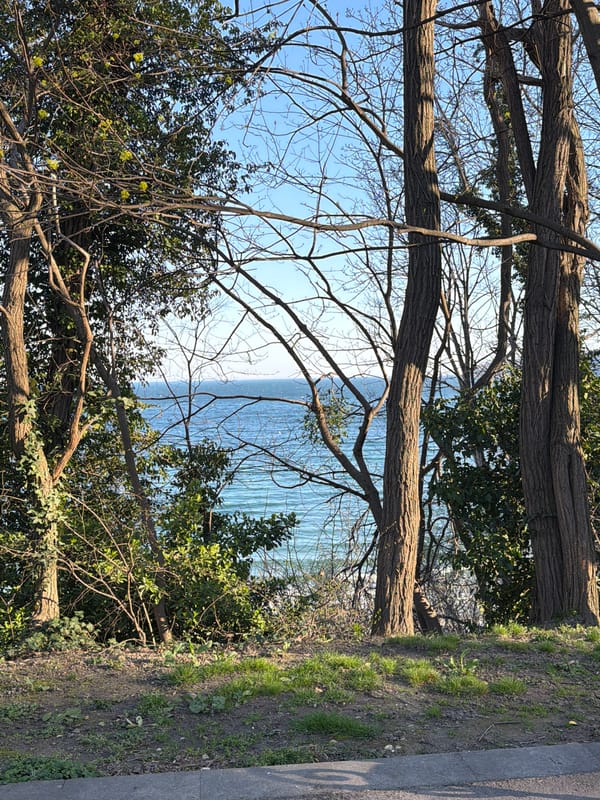 Swans and seagulls gather along Varna waterfront