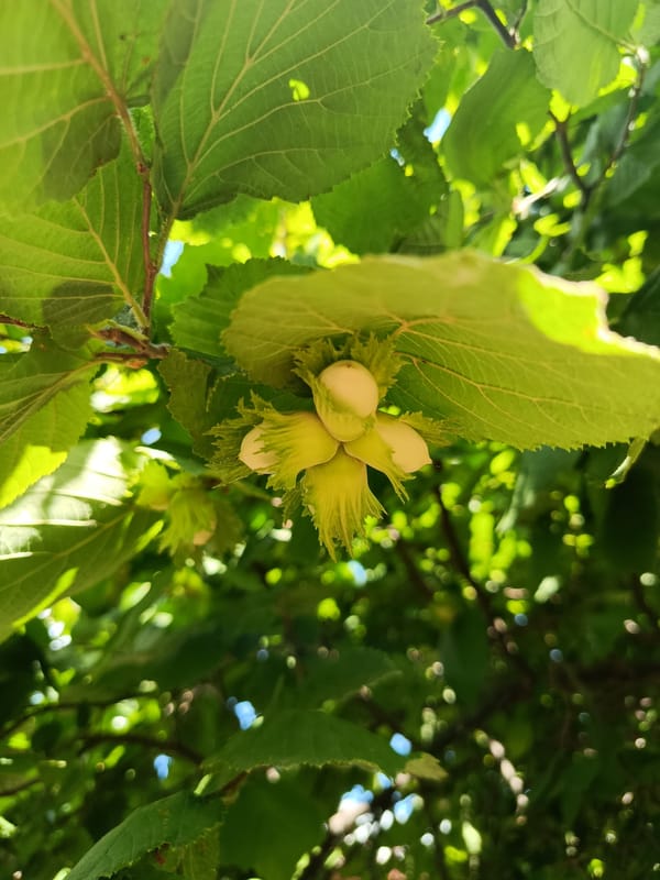 A Moldovan garden in full mid-summer growth