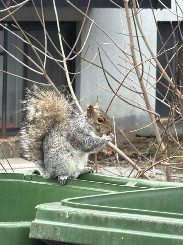 Squirrels forage and play in Montreal neighborhood spring afternoon