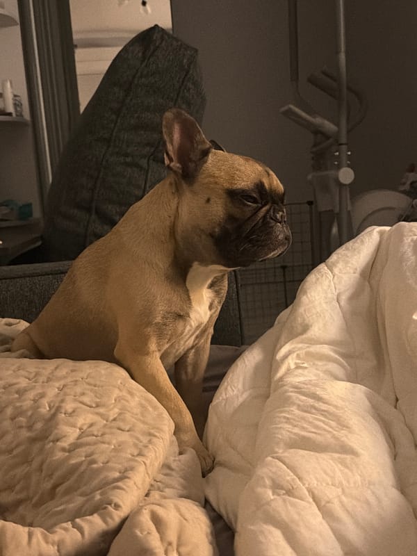 French Bulldogs resting on beds in Moscow