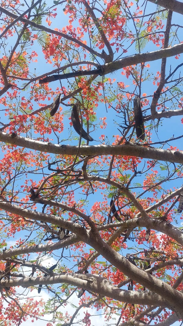 Flamboyant tree blooms brighten San Diego Venezuela street