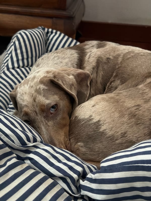 Dog rests on striped cushion in Milan home