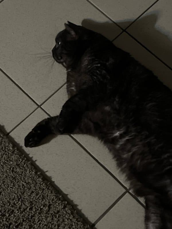 Black cat's evening playtime documented in Kazan home